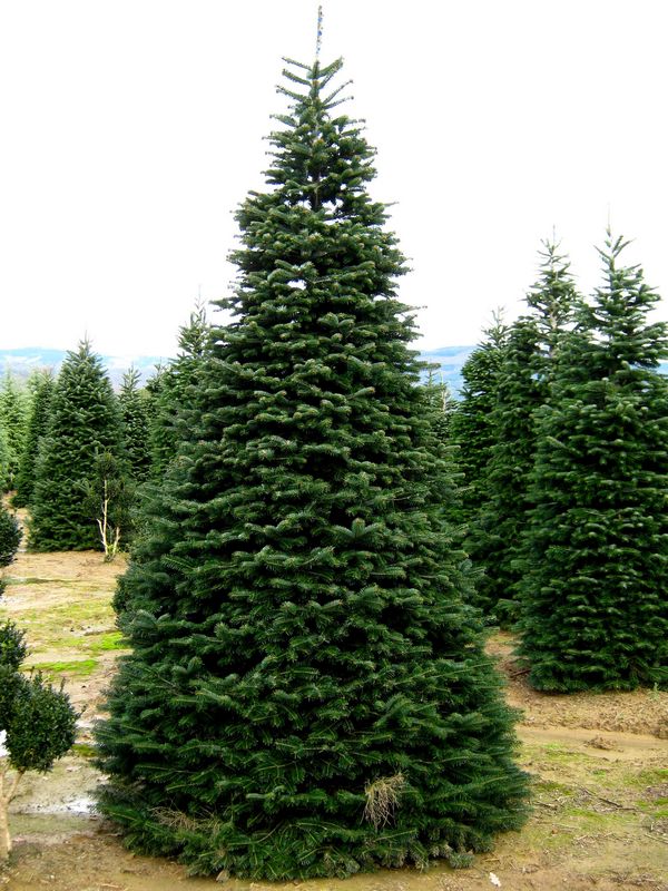 Abies Nordmanniana